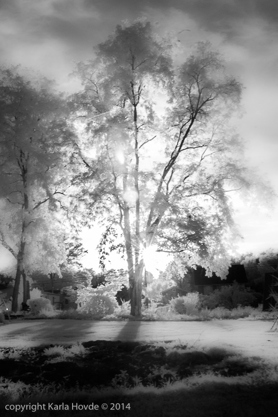 Infrared Landscape © Karla Hovde 2014